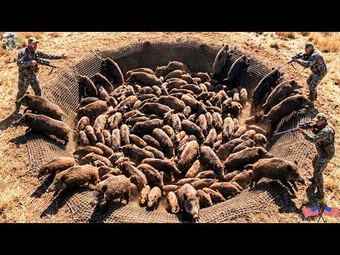 Hundreds Of Wild Boars Fall Into A Trap Farmers Set Giant