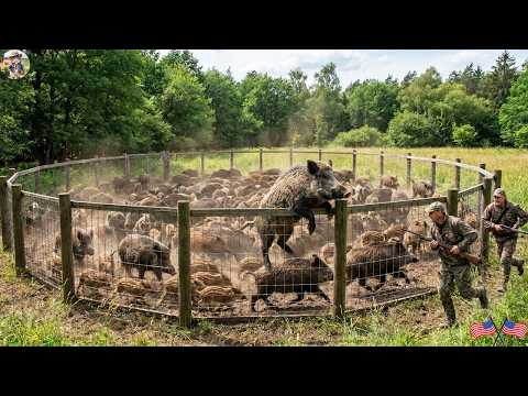 I Set Up a Wild Boar Trap Overnight How Well Did It Work