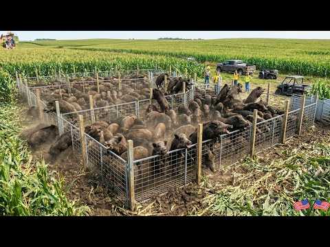Widespread Wild Boar Invasion Texas Farmers Choose Action