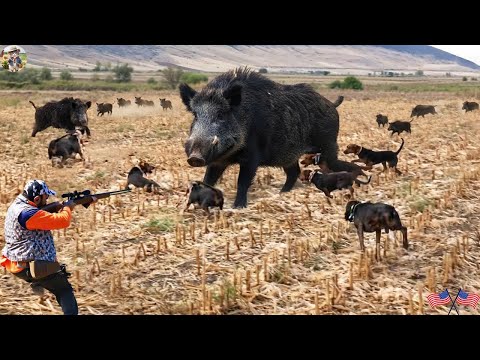 GIANT MONSTER INVASION Farmers Fight to Stop Wild Boars in