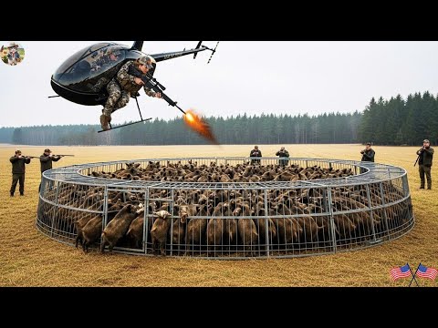 Wild Boar Into Trap Hunters Surrounded By Helicopters Fire