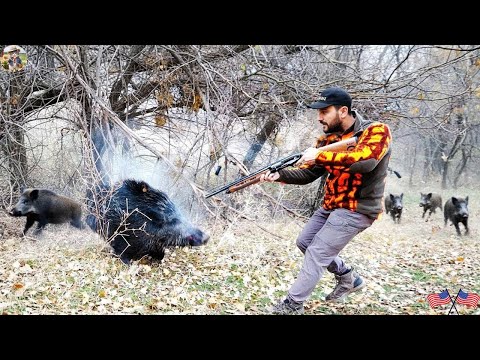 Invasive Wild Boar How Farmer Protect His Farm from