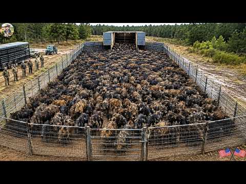 Hundreds of Feral Hogs Trapped at Once The Farm Is Finally