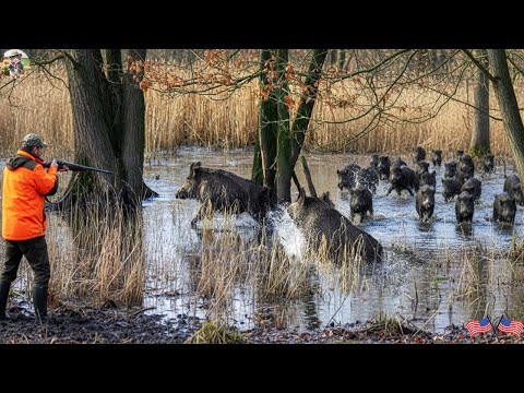 Hunter vs Wild Boars in Swamp A Dangerous Search How Hunter