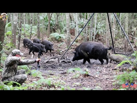 40 Bow Take Down Wild Boar In Under 40 minutes ULTIMATE