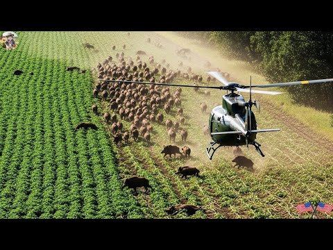 Wild Boar Invades Potato Farm Crazy Farmer Chases Them