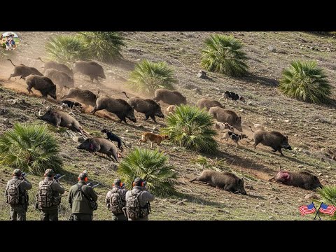 Encountering a Herd of Huge Wild Boars Farmers Immediately