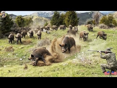 Unbelievable Wild Boars Go Crazy When Surrounded Perfect