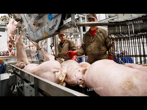 Pig Farm Modern Fast Pork Processing Line in Factory Pig