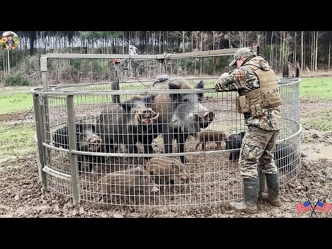 Largest Wild Boar Migration Ever Recorded They Were Stopped