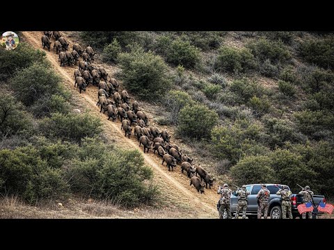 Thrilling Wild Boar Hunting Season Hunters Face Challenge