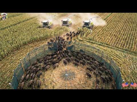 Hundreds of Wild Boars Trapped in One Massive Operation