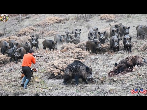 Farmers Fight Wild Boars to Save Their Fields Stopping Wild