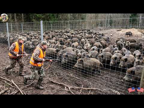 A Texas Farmer Sets Up Wild Hog Traps Overnight Watch How