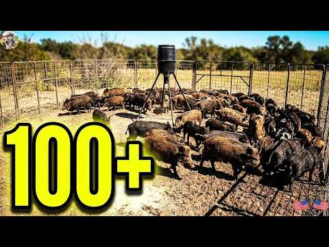 100 Wild Boars Destroying Crops How Texas Farmers Stopped