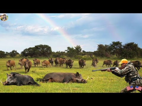 Wild Boars Invade Farm Intense Field Fight Farmers Defend