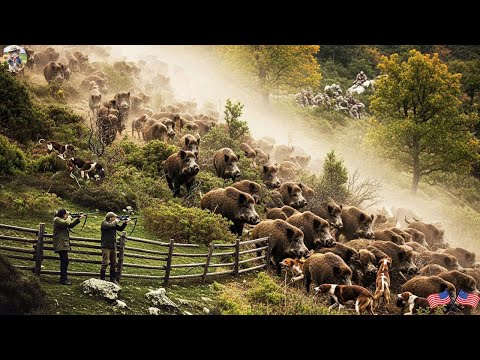 Ferocious Wild Boar Broke Through Farm Fence Hunter