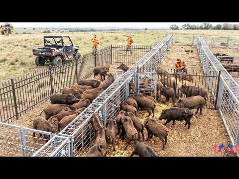 Wild Boar Traps The Most Effective Method to Deal with