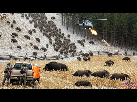 Cold Snow Forest Moment of Confrontation with Wild Boars