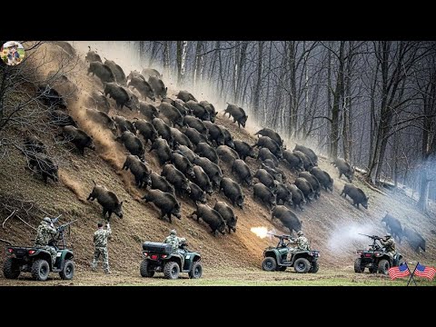 Wild Boars Rush Into Farm Farmers And Hunters Stop Them At