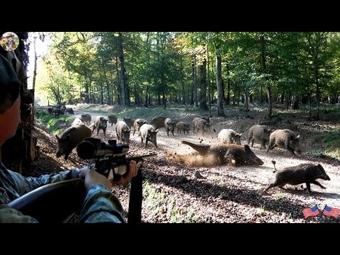 How Texas Hunters Take Down Wild Boars to Protect the Farm