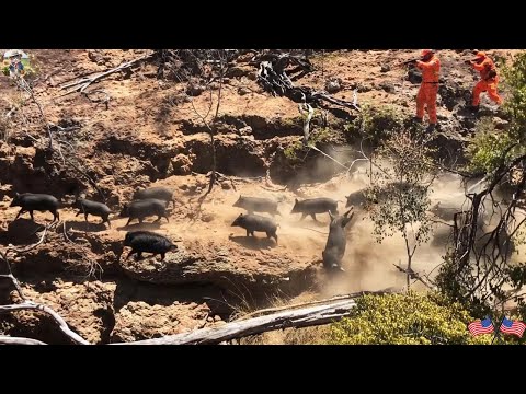 Unbelievable Fierce Battle on Dangerous Cliff Take Down a
