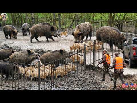 Wild Boars Swarm Cattle Ranch Texas Farmers Take Immediate
