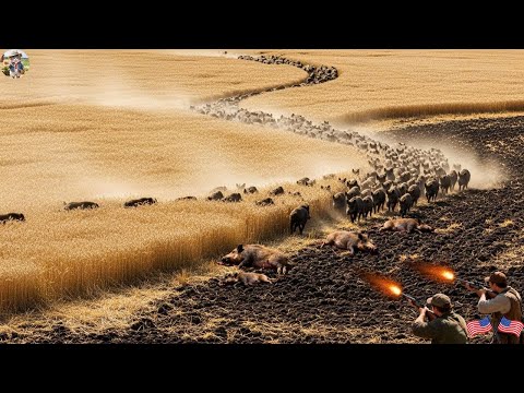 Wild Boars Invade Wheat Fields Wild Boars Destroy Wheat