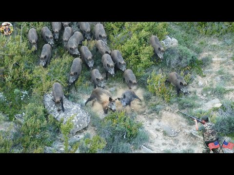 Stopping a Wild Boar Attack A Tense Fight for Safety Boar