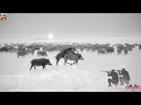 UNBELIEVABLE Wild Boar Doing It 200 Hogs Down in Night