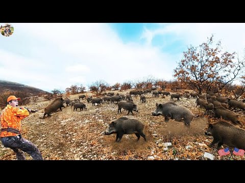 Cornering Wild Boars on Hilltop Surrounding and Taking Them