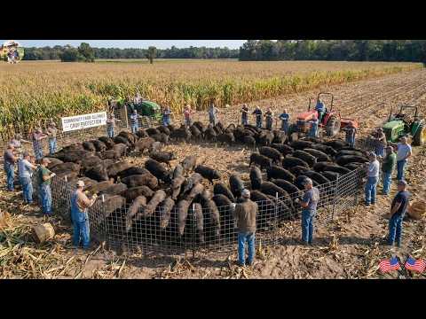 Wild Boars Ravage Farm Nearing Harvest Farmer Immediately