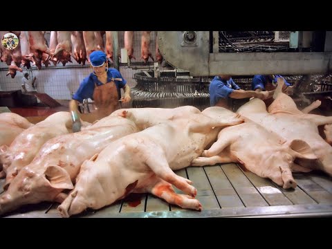 China Pork Slaughterhouse Discovery Most Modern Pork