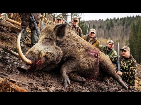 Taking Down an Old Wild Boar How Long Did It Live to Get