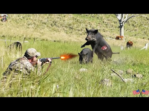 Ambush Wild Boar Massive U S Hunt 600 Invasive Wild Boars