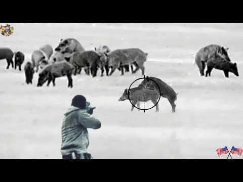Hunting Wild Boars at Night with Thermal Imaging Perfect