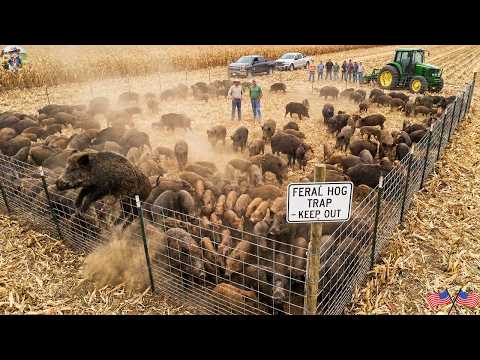 A Herd Of Wild Boars Ravages The Corn Farm Overnight How