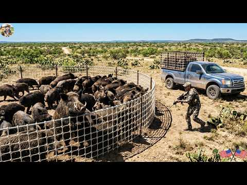 Arizona Farmers Catch Giant Wild Boars Using Huge Net Traps