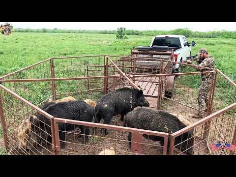 When Wild Boars Destroy Farms How Do Texas Farmers Catch