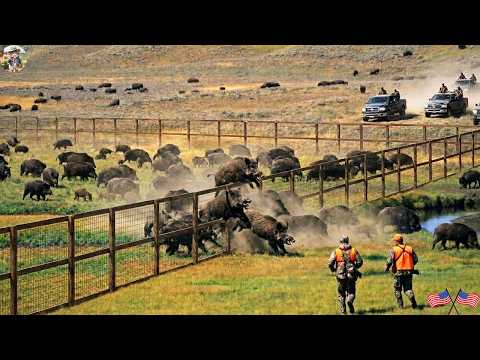 Where Have The Wild Boars Gone Trap Have Been Activated But