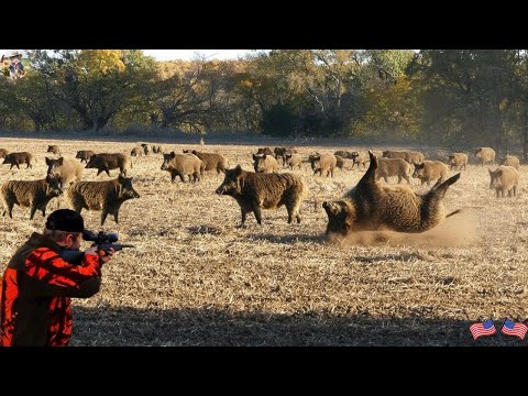 Powerful Shot Takedown a Wild Boar in a Moment Perfect Shot