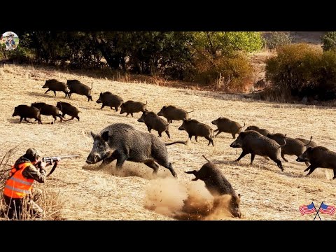 Unbelievable Wild Boar Chase In Field Is Breathtakingly