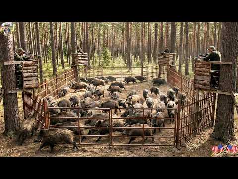 What Happens If All Wild Boar Traps Activate Simultaneously