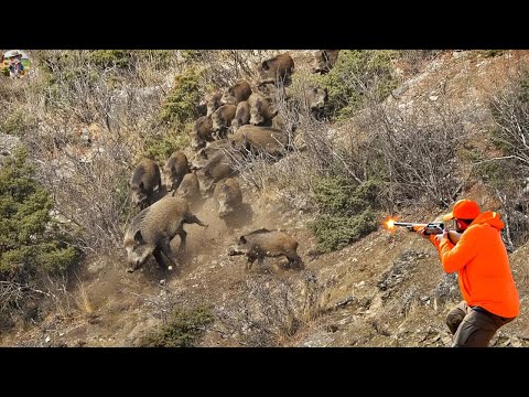 NO ESCAPE Terrifying Escape of the Invading Wild Boars Most
