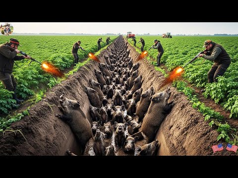 Hogs Trap Hundreds of Wild Boars Fell into Farm s Ditch