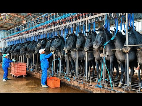 Horses Too Big to Slaughterhouse How is Giant Horse Meat