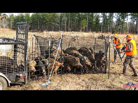 Texas Farmers Confront Wild Boars The Battle To Protect