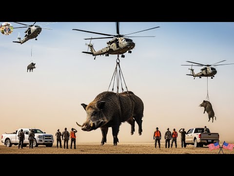 100 Best Giant Wild Boar Shooting Footage Texas Farmer Deal