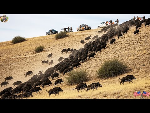 Biggest Wild Boar Hunt in History Intense Showdown with