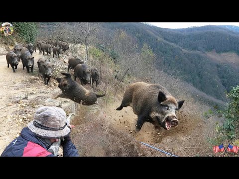 Unbelievable Wild Boar Chase Hunter Chases Wild Boar To The